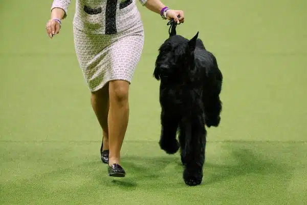 a giant Schnauzer takes part in an annual dog show