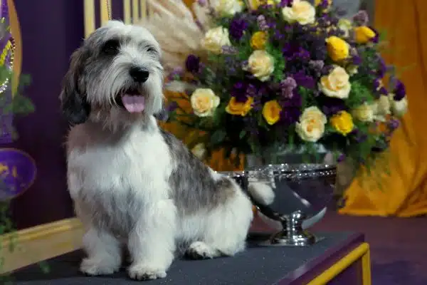 Buddy Holly is the Petit Basset Griffon Vendéen that took first place at the Westminster Kennel Club annual dog show