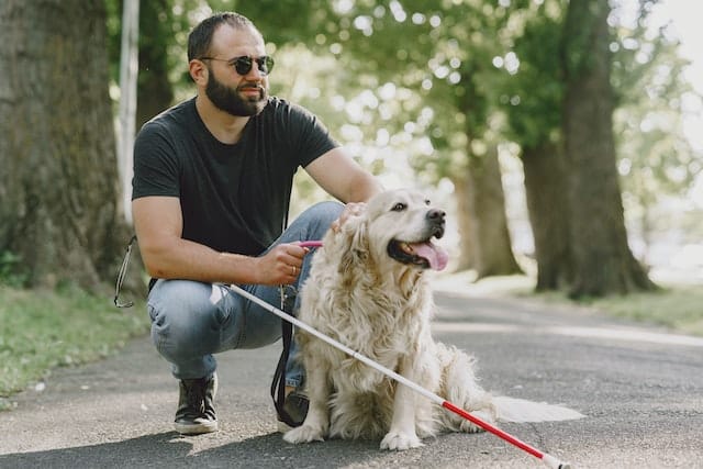 a Golden retriever helps his person as a guide dog