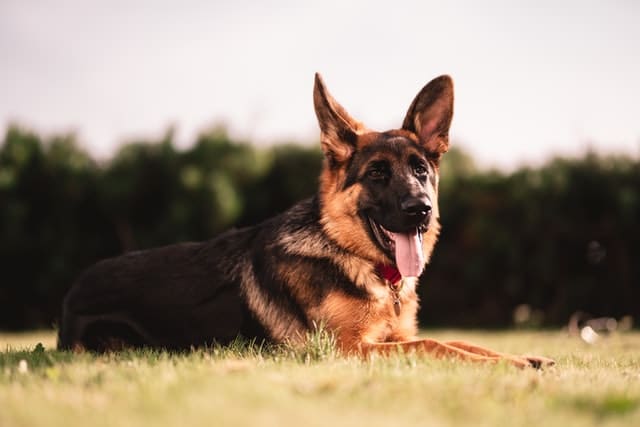 this German shepherd is not only one of the top guide and assistance but also service dog breeds 