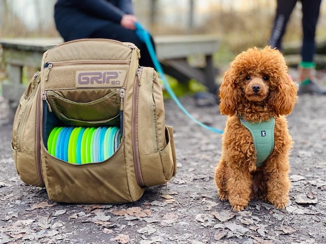 A poodle sits with its owner's bags on travels