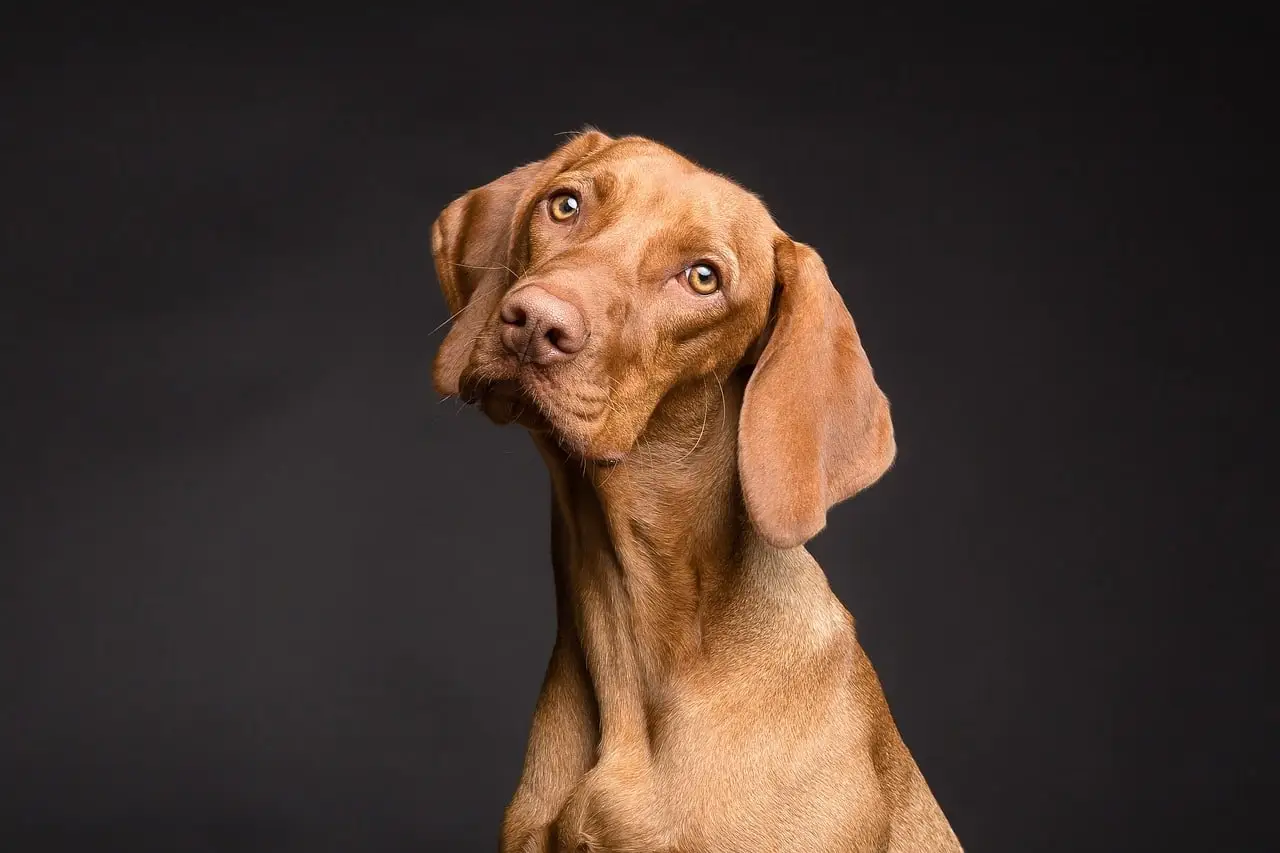 A dalmatian dog, sitting on a black background, is purebred.