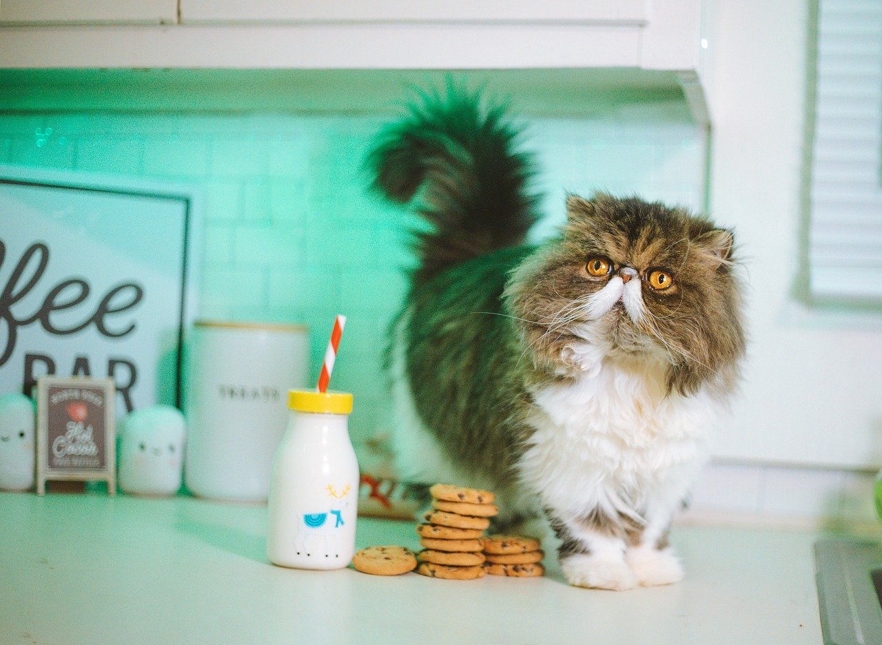 This fluffy cat ponders whether it should drink milk even though it has lactose intolerance.