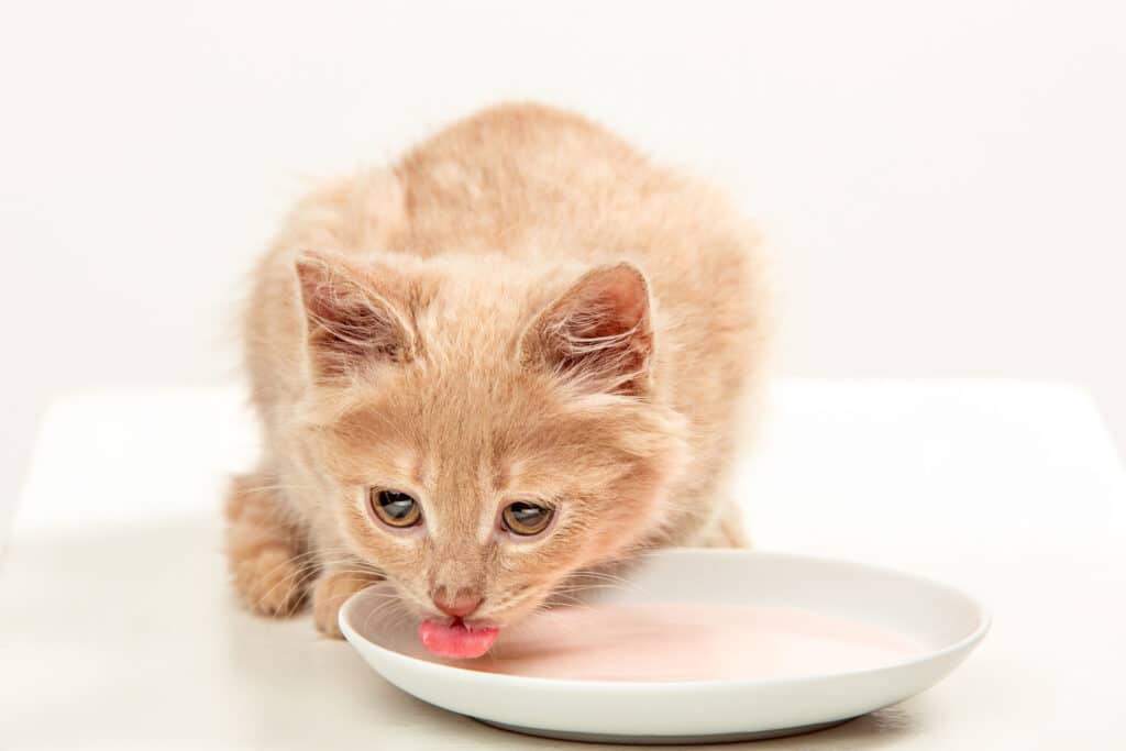 A ginger cat delicately lapping up creamy cat milk from a shallow dish. 