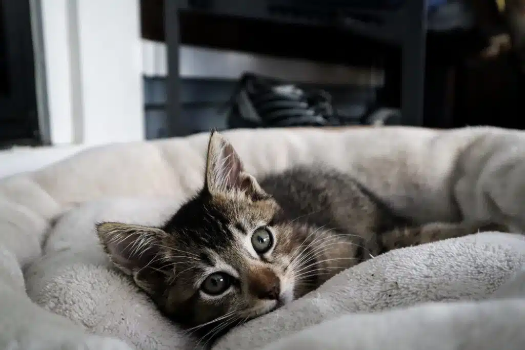 The blissful cat lounging on a cozy bed, radiating tranquility, knowing it has the best pet insurance in place.