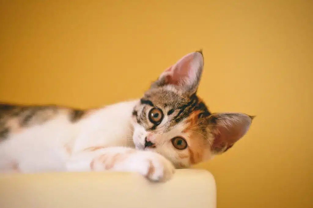We help you understand cat behaviour, like why your cat sits on you or stares at you so intently like this one.