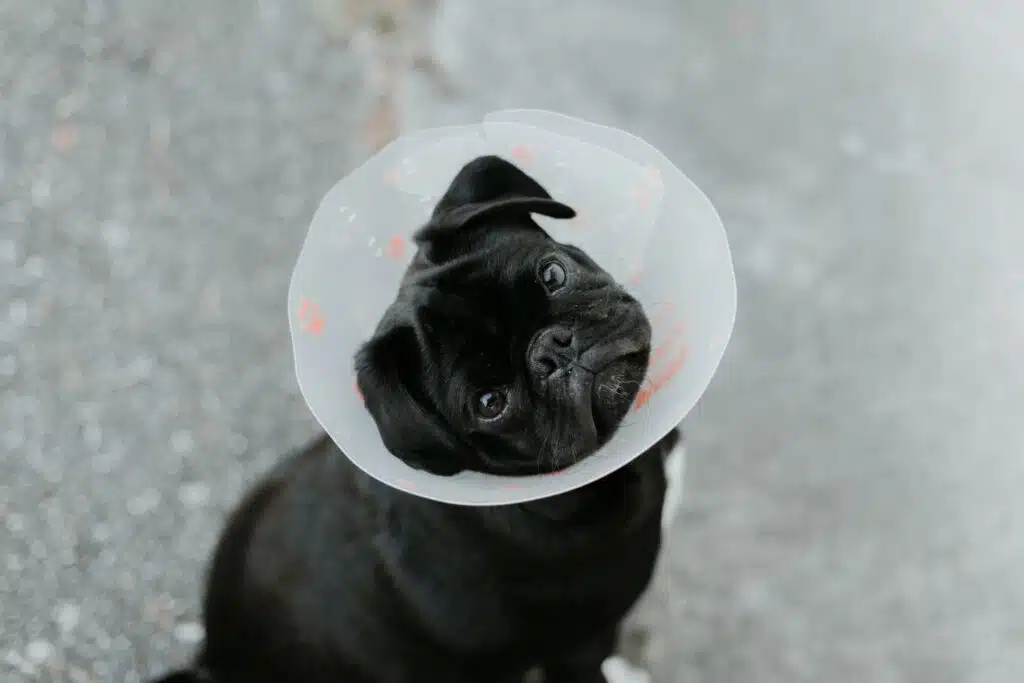 This grumpy black pug sports a medical collar while its fur parent contemplates impending high vet bills. 