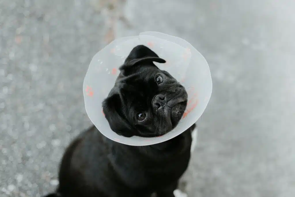 This grumpy black pug sports a medical collar while its fur parent contemplates impending high vet bills.