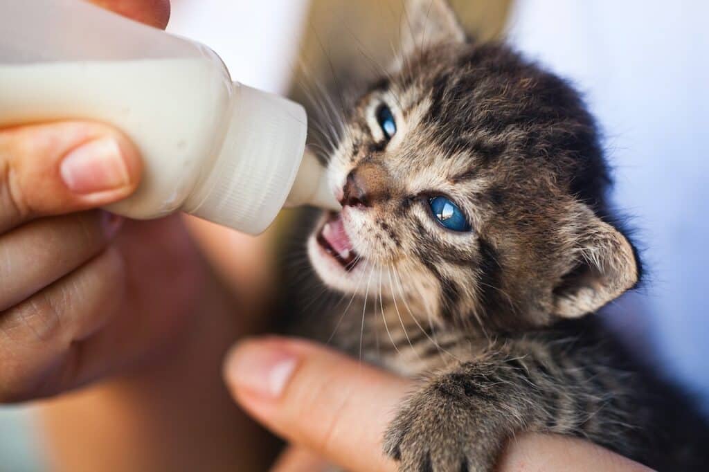 Sweet little kitten being bottle-fed, savouring every drop of nourishing milk with a contented expression.