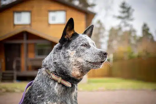 Portrait of young Australian Cattle Dog (Blue Heeler)