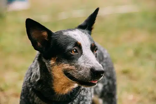 Australian Cattle Dog Close Up Portrait Outdoor. 