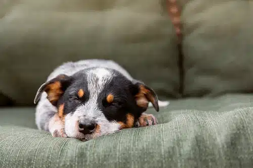 Cute puppy sleeping on couch