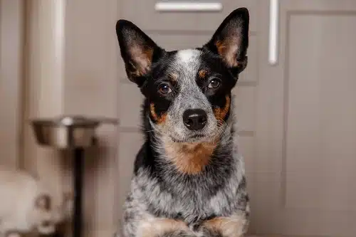 blue heeler sitting on the floor