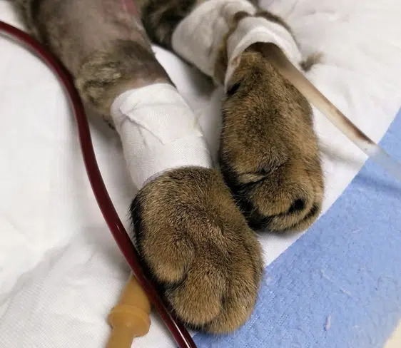 Close-up of a cat's paws. his cat may be able to get a blood transfusion or give a cat blood donation