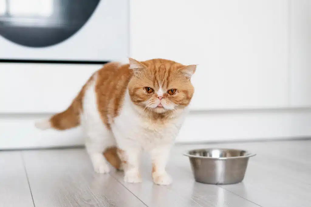 Adorable cat with lactose intolerance  laps up a bowl of nutritious cat milk, enjoying a moment of pure bliss.