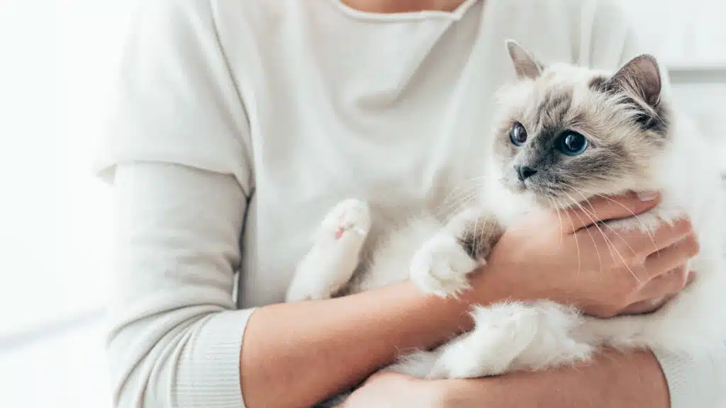 Happy cat in her owner's arms. This cat may be able to give a cat blood donation
