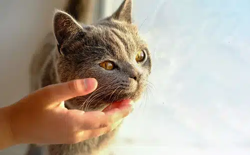Close-up of grey cat. This cat may be able to give a cat blood donation