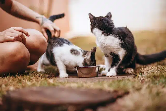 a woman feeds her kittens healthy pet food for optimum nutrition and health