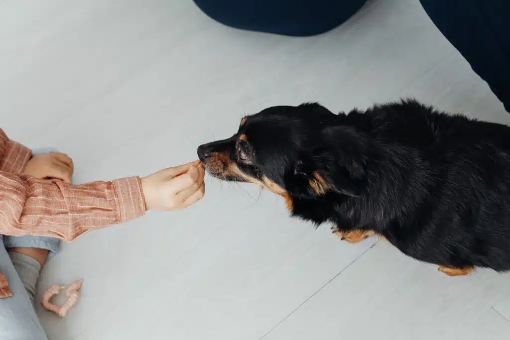 a pet owner gives their dog a snack