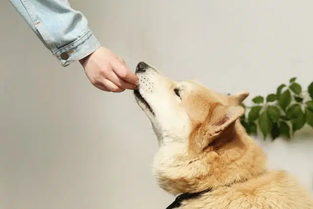 a pet owner gives their pup a treat after they finish their portion of healthy pet food