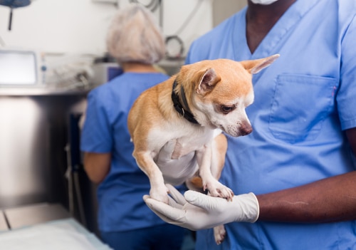 a vet uses WSAVA Nutritional Health Guidelines and the fifth vital sign to assess a pet dog's health through a nutritional lens
