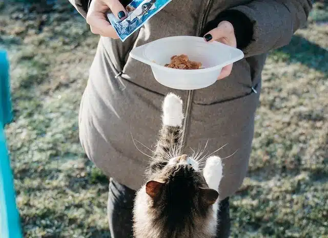 a cat mum dishes her feline's favourite healthy pet food  