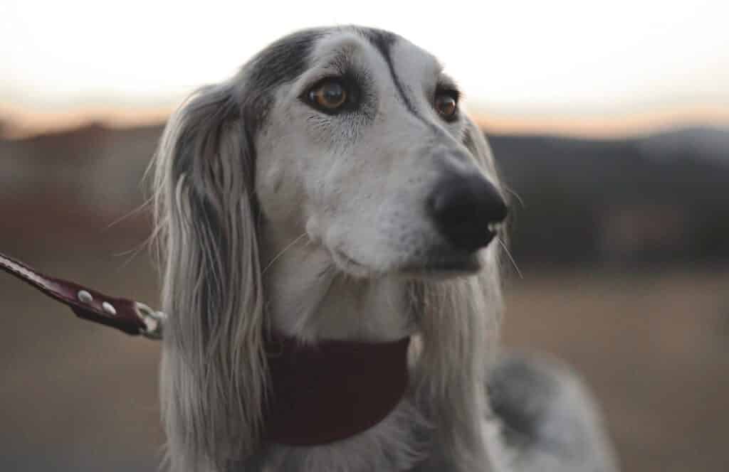 The Saluki breed has furry draping ears and a slender snout 
