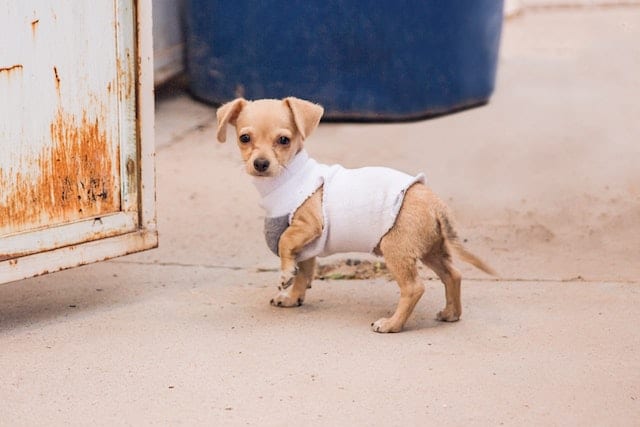 A Chihuahua wears a pet jacket and lifts one paw tentatively
