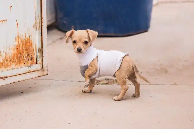This Chihuahua and other small canines tend to be the breeds of dog that grow the oldest