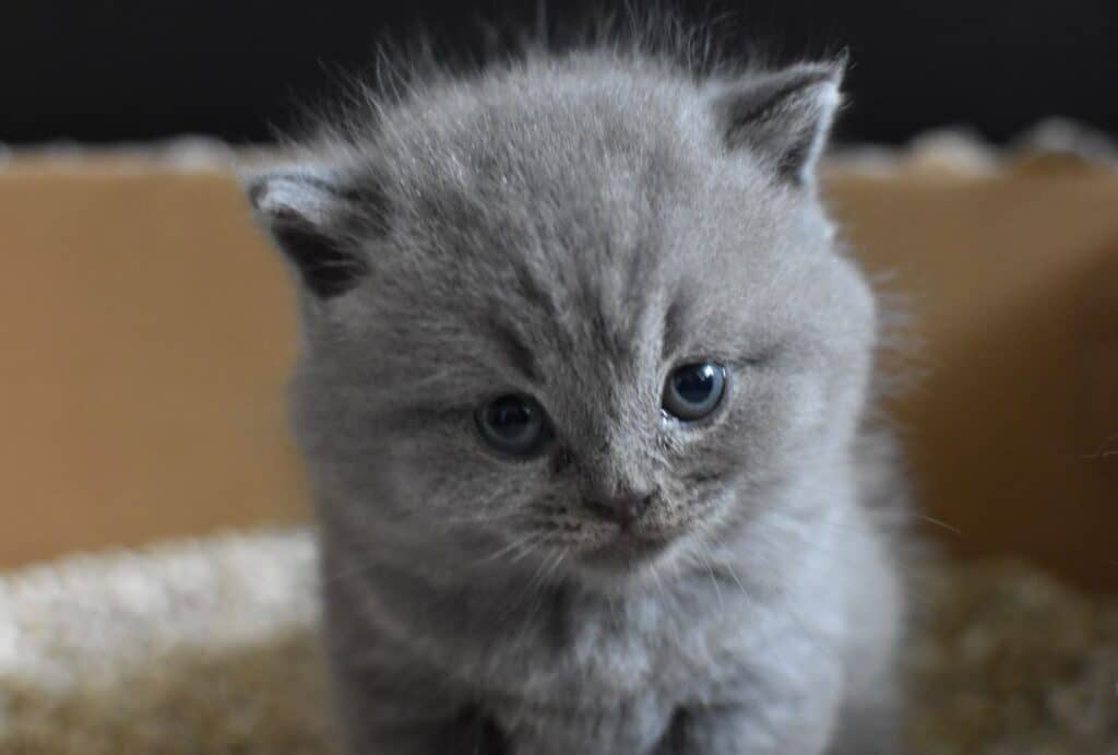 grey persian kitten in litter box wants to be pampered