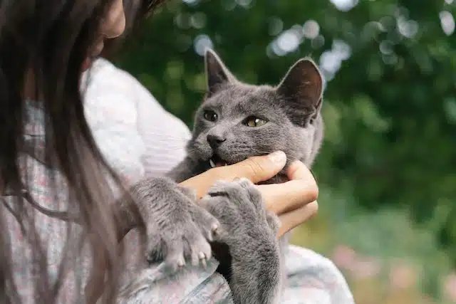 woman holds her Russian Blue cat