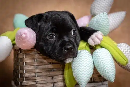 A black puppy is sitting in a basket filled with flowers, surrounded by its 21 siblings from the largest dog litter ever recorded.