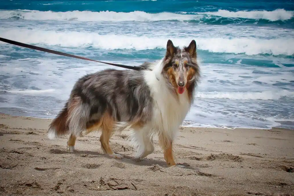 A happy dog walks with its owner and gets ready to go swimming at a dog-friendly beach.