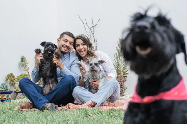 A family of people and miniature Schnauzer dogs enjoy playing on the lawn