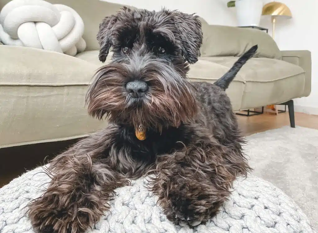 A standard Schnauzer sits on a dog bed