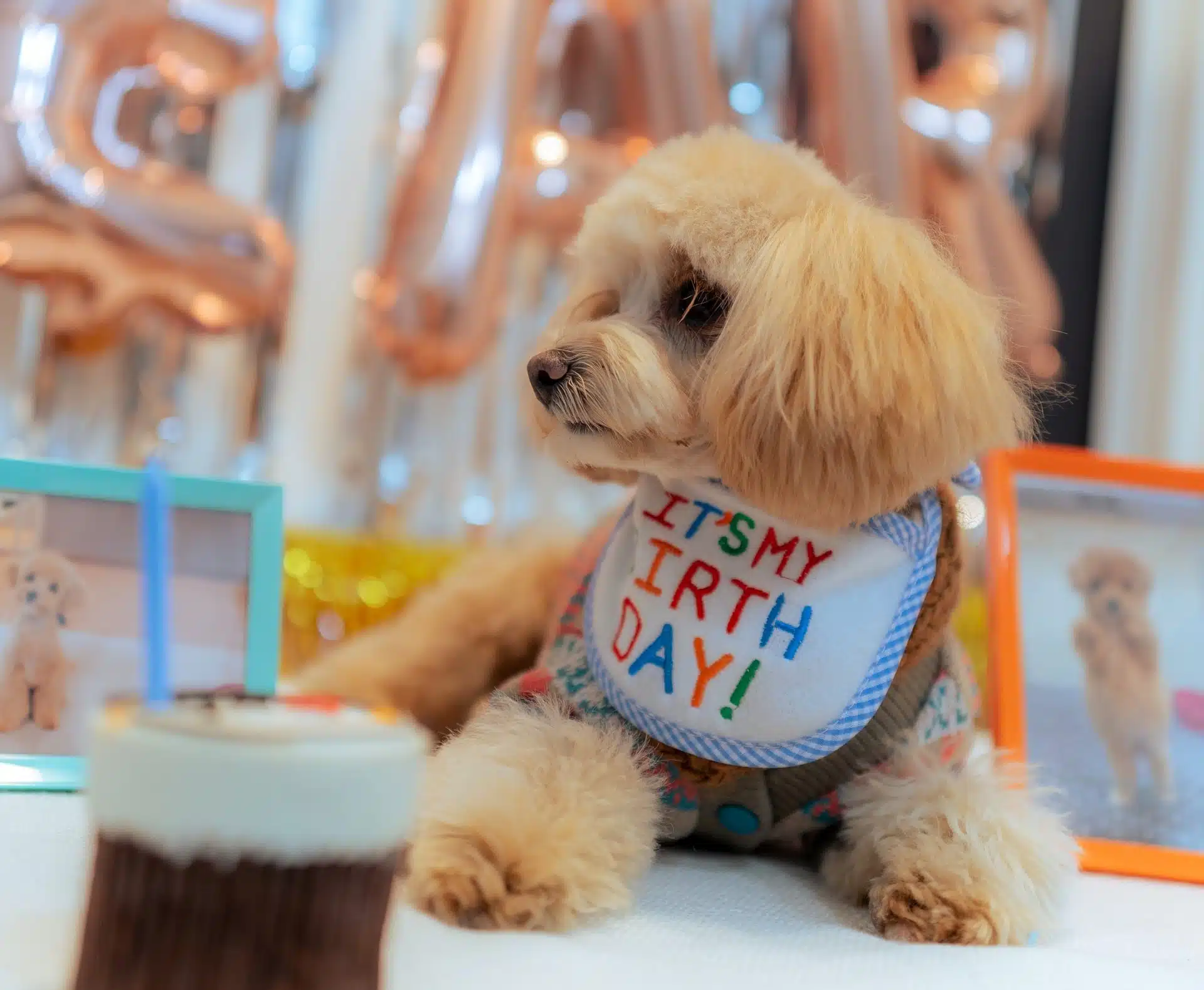 a dog celebrates its first birthday (its dog age in human years is therefore 15)