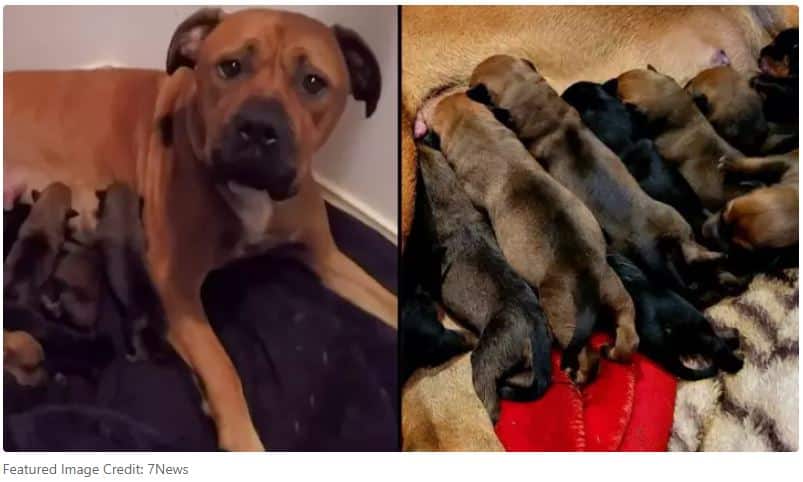 Staffy mum lying with her feeding puppies - at 22 puppies, a dog birth world record