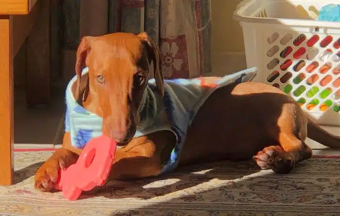 Echo the miniature Dachshund lies in one of his favourite spots of sun