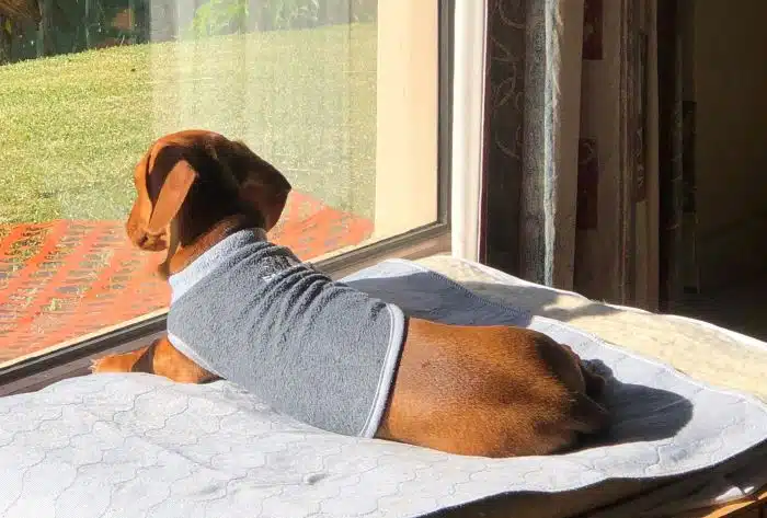 Echo the miniature Dachshund dog sits in the sun recovering after a bee sting landed him in vet hospital for anaphylactic shock