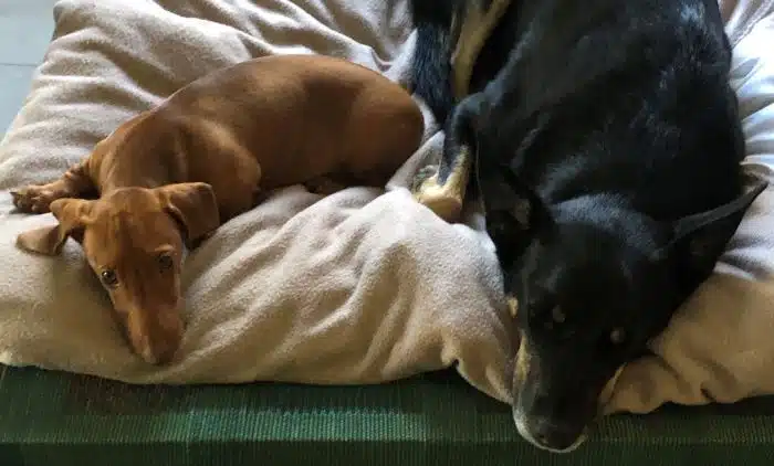 Echo the miniature Dachshund rests alongside his housemate, Jack who is a Kelpie criss