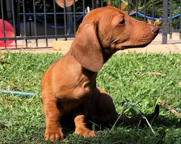 Echo the miniature Dachshund enjoys sunning on the grass
