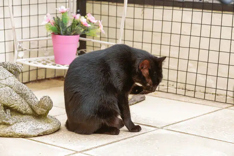 A black cat in a catio