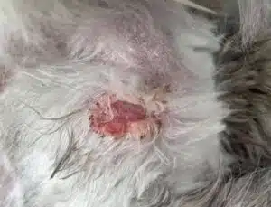 A painful injury from when someone tried to cut out a knot in cat's fur