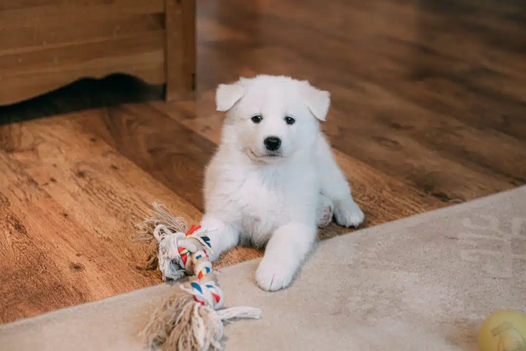 We’re all inclined to stay inside in cold weather, including this white puppy playing with a dog toy.