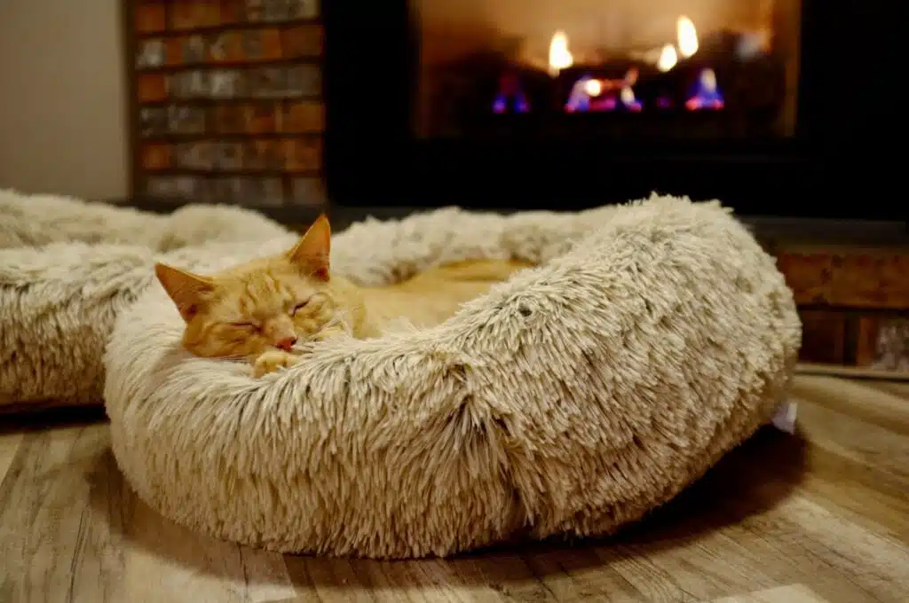 What can you do to ensure your pet stays warm during the winter months? Consider investing in a self-warming pet bed, like the one this charming feline is currently enjoying a nap on.
