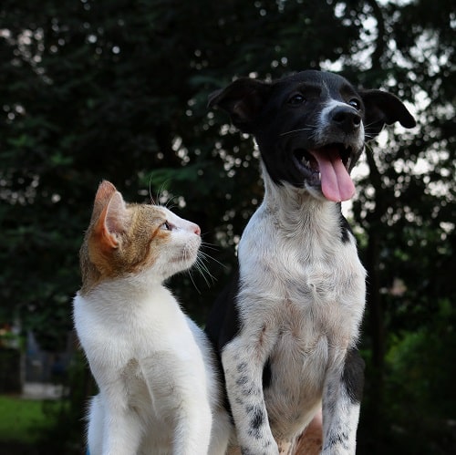This cat and dog duo both have hair whorls on their chest.