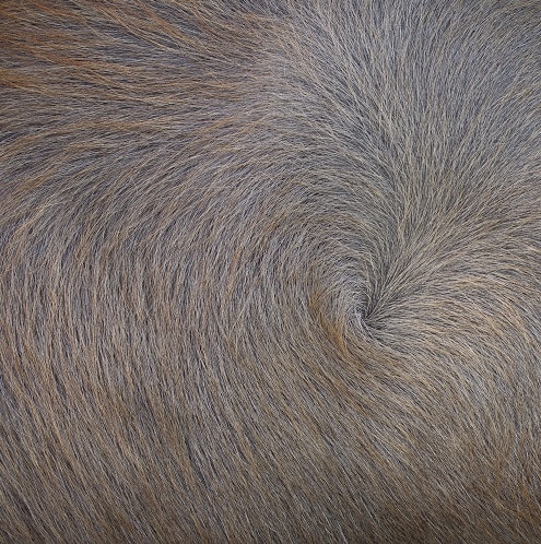 Dog hair whorls are a focal point from which the hairs diverge in a flattened, swirling pattern.