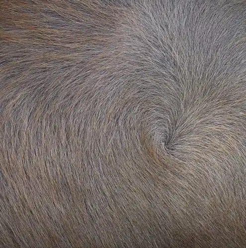 Dog hair whorls are a focal point from which the hairs diverge in a flattened, swirling pattern.