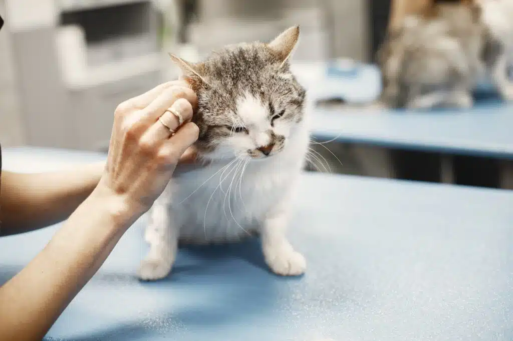 This white cat is keeping up with their vaccination schedule and going to the vet regularly. Get the lowdown on cat vaccinations in this blog.