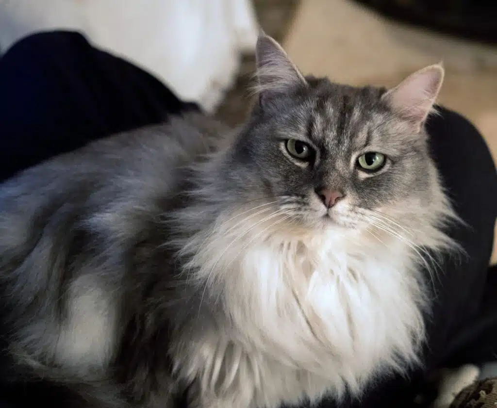 This fluffy cat wonders whether there is a suitable cat allergy vaccine on the market in Australia.
